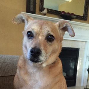 Meet your Posher, Sharon